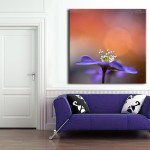 The Hepatica