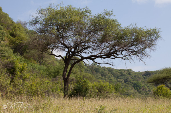 Lake Manyara, Tanzania
