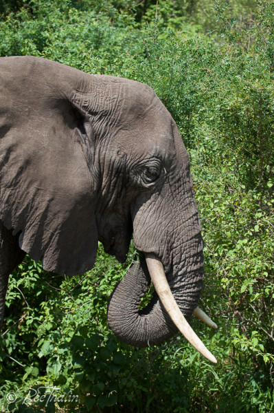 Elefant i Lake Manyara, Tanzania
