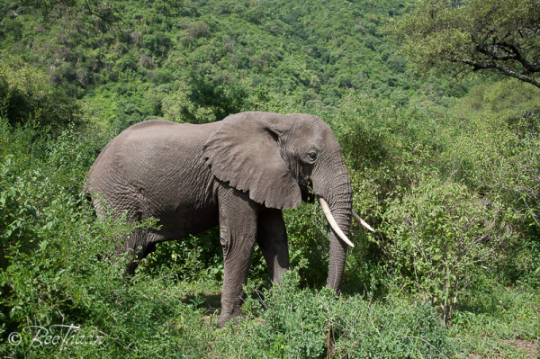 Elefant i Lake Manyara, Tanzania
