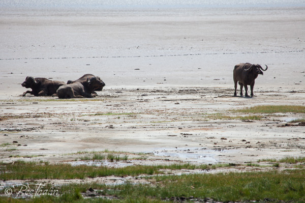 Lake Manyara, Tanzania