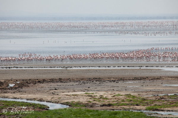 Flamingos