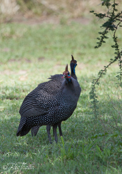 Helmeted Guideafowl