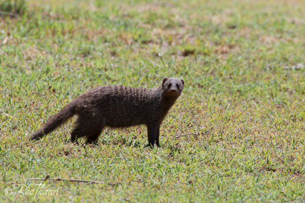 Mungo, Lake Manyara, Tanzania