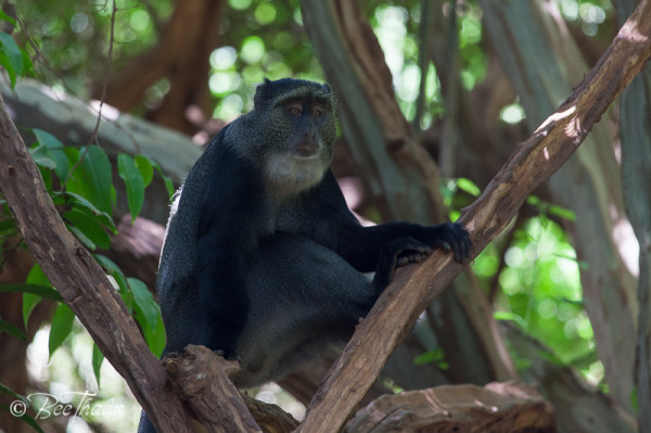Apa i Lake Manyara, Tanzania