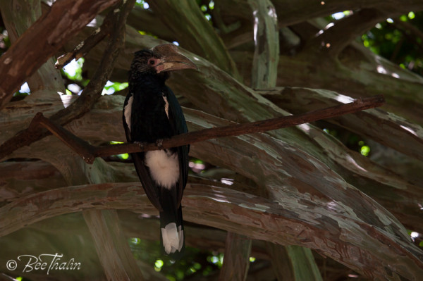 Hornfågel i Lake Manyara, Tanzania