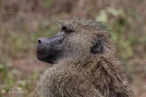 Babian i Lake Manyara, Tanzania