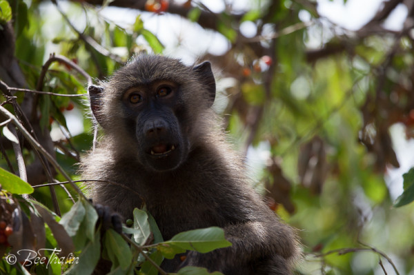 Babian i Lake Manyara, Tanzania