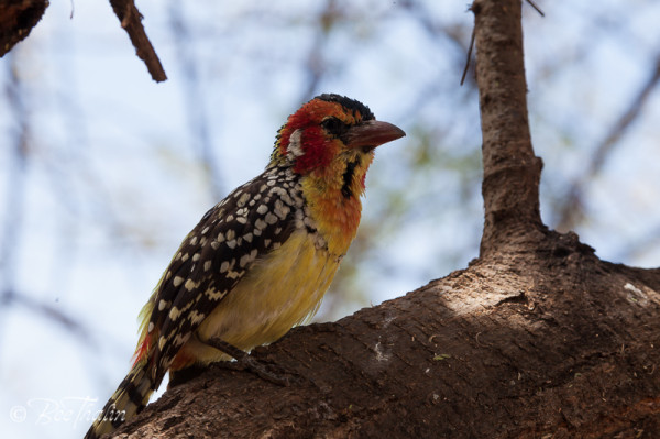 Red and Yellow Barbet