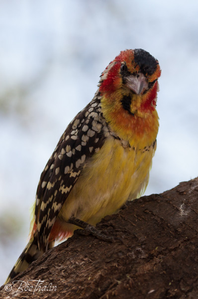 Red and Yellow Barbet