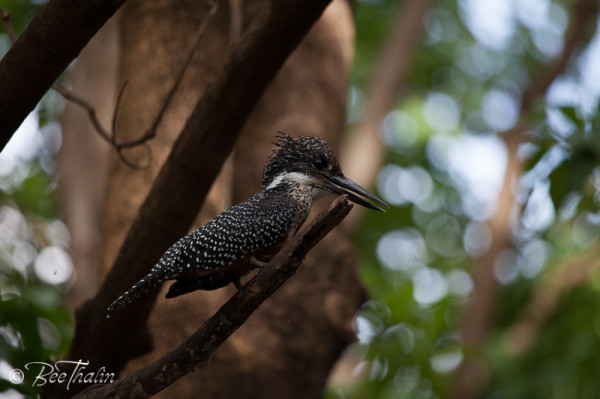 Giant Kingfisher, Lake Manyara, Tanzania