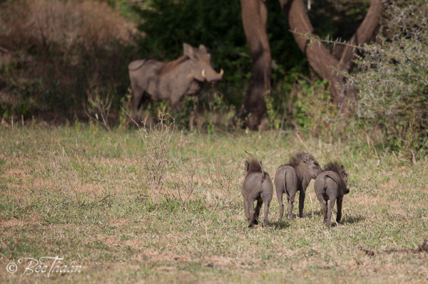 Vårtsvin i Lake Manyara, Tanzania