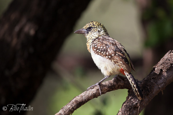 D'Arnaud's Barbet