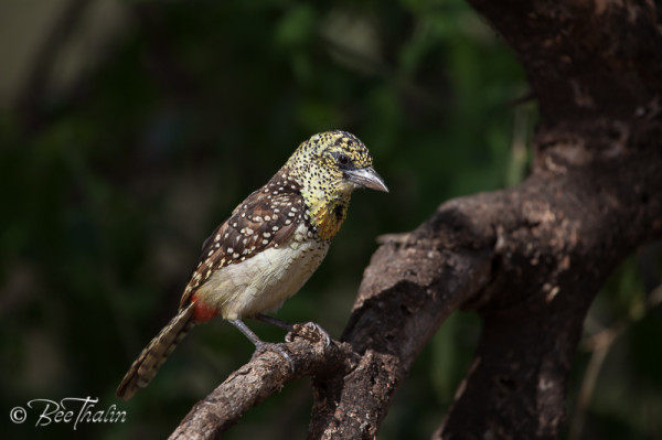 D'Arnaud's Barbet
