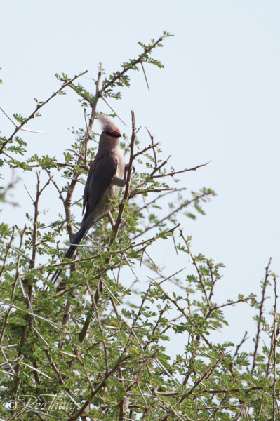Blue-naped Mousebird