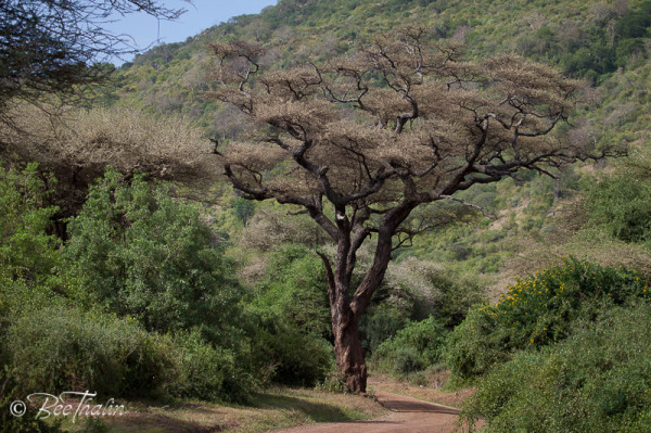 Lake Mayara, Tanzania