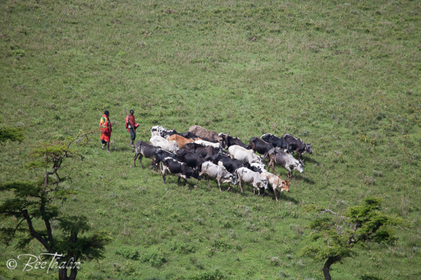 Massajer med boskap