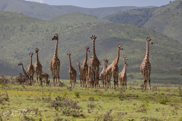 Giraffer, Tanzania