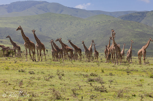 Giraffer, Tanzania