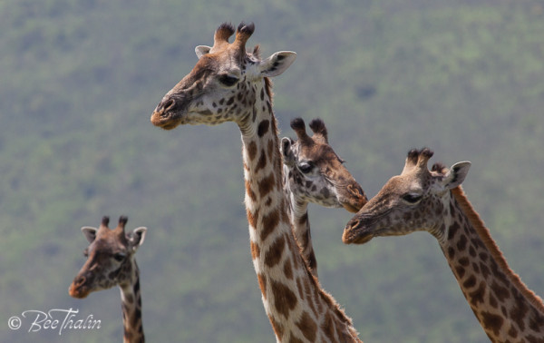 Giraffer, Tanzania