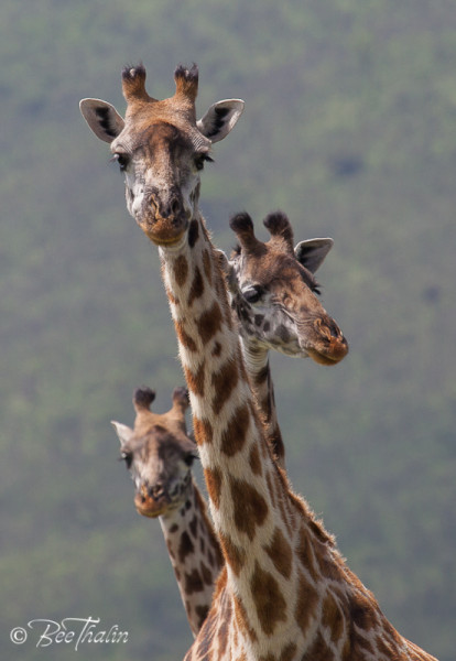 Giraffer, Tanzania