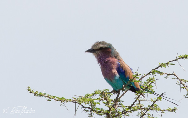 Lilac-Breasted Roller
