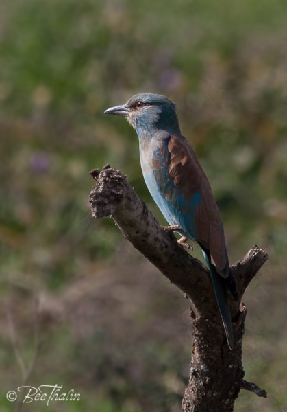 Eurasian Roller