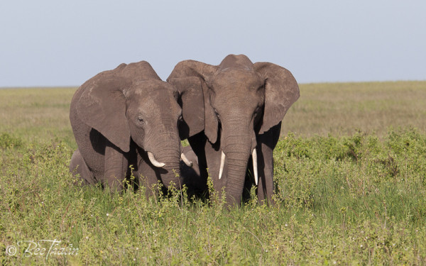 Elefanter i Tanzania