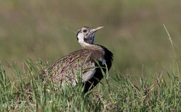 Black-Bellied Bustard