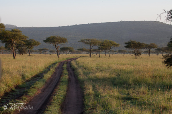 Morgonstund i Serengeti Tanzania