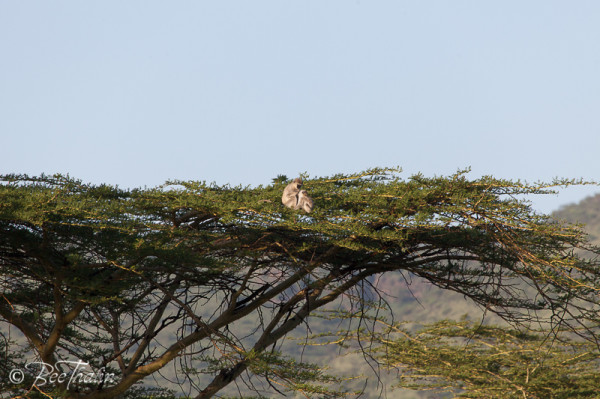 Grön Markatta i trädet