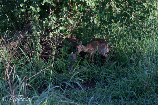 Dikdik