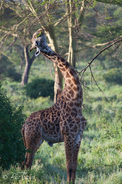 Giraff