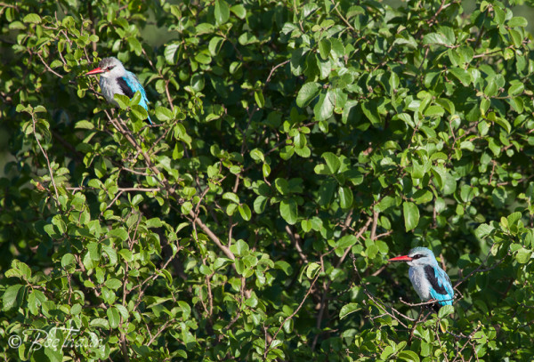 Grey-chested Kingsfisher