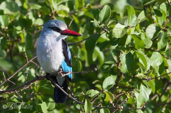 Grey-chested Kingsfisher