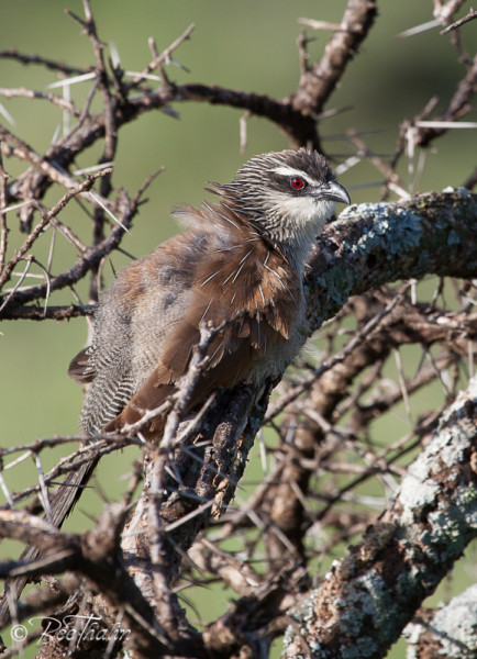 White-Browed Coucal