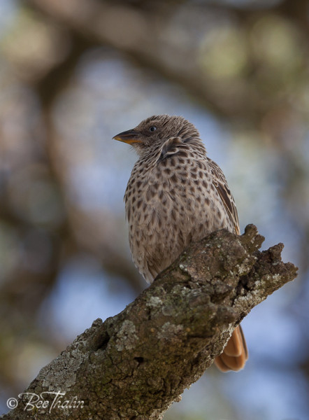 Bennett's Woodpecker