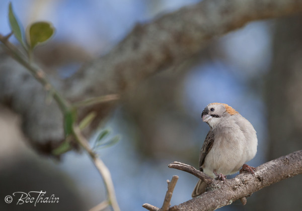 Speckle Fronted Weaver