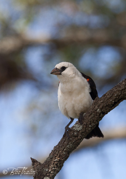 White-Headed Buffalo Weaver