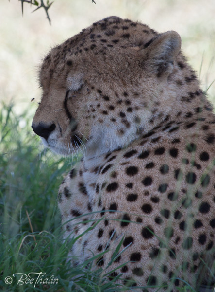 Cheeta