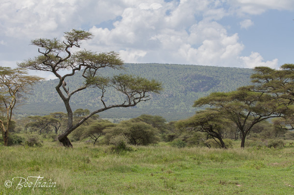 Serengeti