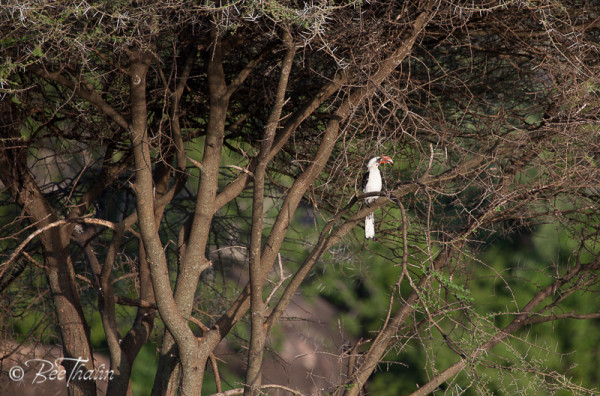 von der Decken's Hornbill