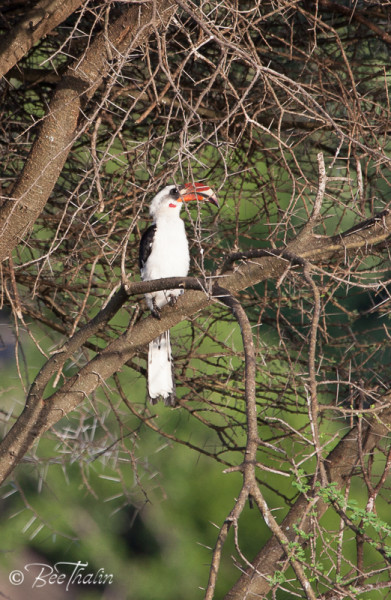 von der Decken's Hornbill
