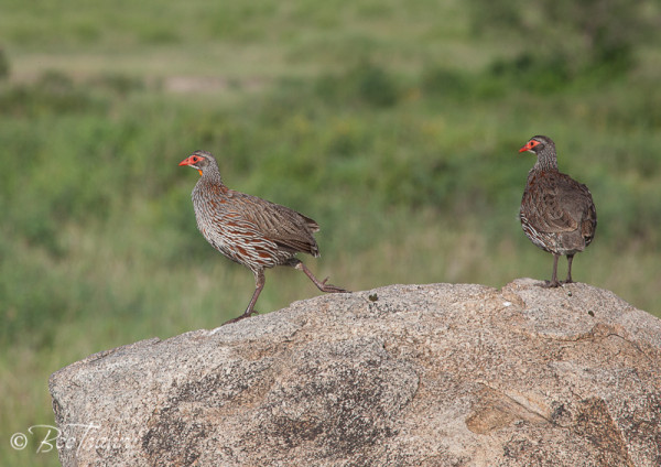 Yellow-neck Spurfowl