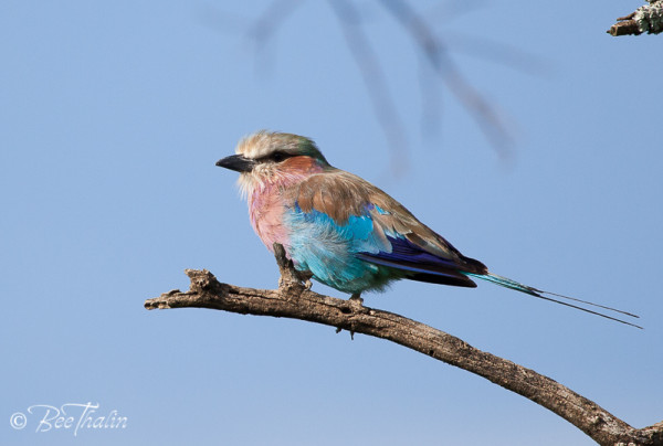 Lilac-Breasted Roller