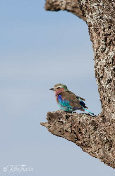 Lilac-Breasted Roller