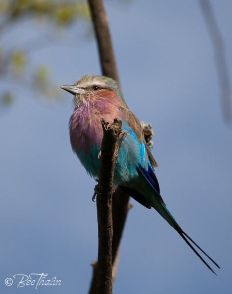 Lilac-Breasted Roller