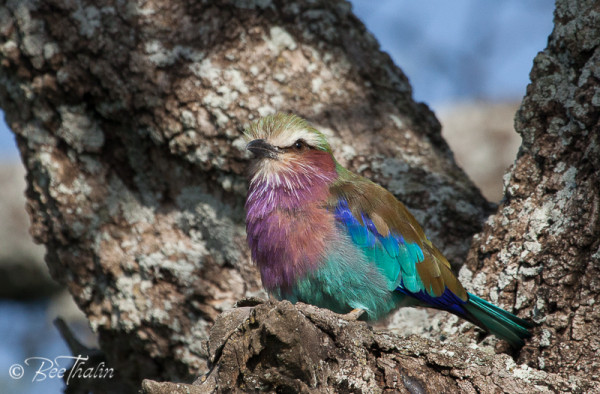 Lilac-Breasted Roller