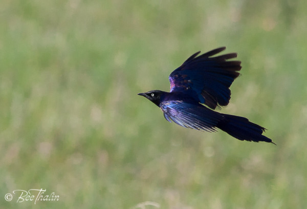 Starling