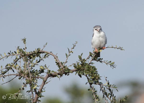 Pygmy Falcon